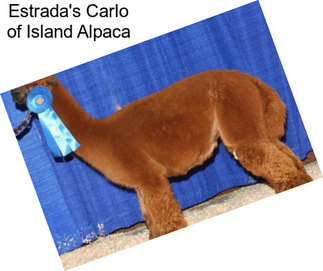 Estrada\'s Carlo of Island Alpaca