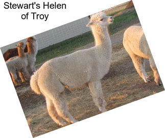 Stewart\'s Helen of Troy