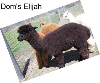 Dom\'s Elijah