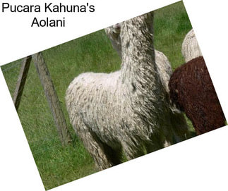 Pucara Kahuna\'s Aolani