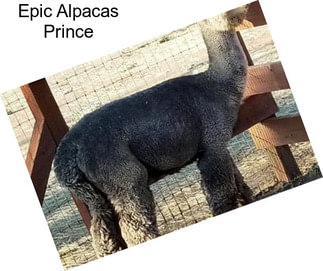 Epic Alpacas Prince