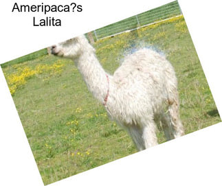 Ameripaca?s Lalita