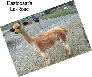 Eastcoast\'s La-Rose