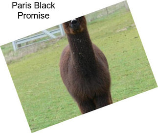 Paris Black Promise