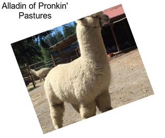 Alladin of Pronkin\' Pastures