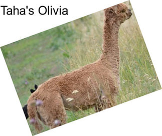 Taha\'s Olivia