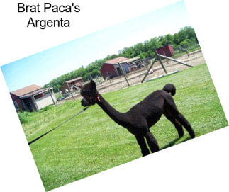 Brat Paca\'s Argenta