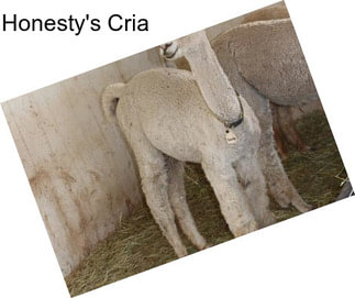 Honesty\'s Cria