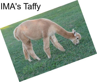 IMA\'s Taffy