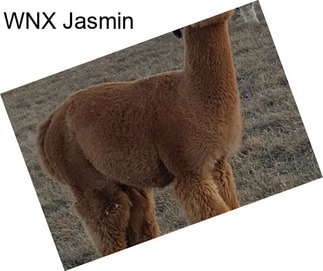 WNX Jasmin