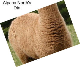 Alpaca North\'s Dia