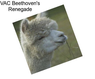 VAC Beethoven\'s Renegade