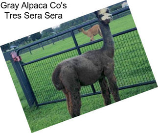 Gray Alpaca Co\'s Tres Sera Sera