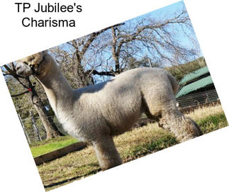 TP Jubilee\'s Charisma