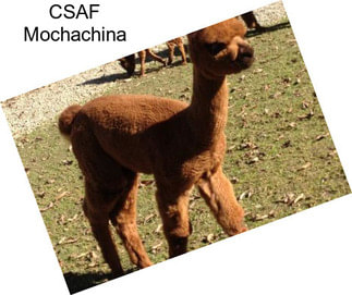CSAF Mochachina