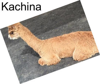 Kachina