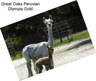 Great Oaks Peruvian Olympia Gold