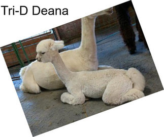Tri-D Deana