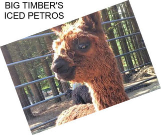 BIG TIMBER\'S ICED PETROS