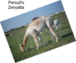 Persuit\'s Zenyatta