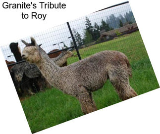 Granite\'s Tribute to Roy