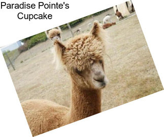 Paradise Pointe\'s Cupcake