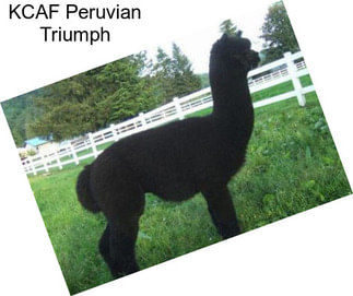 KCAF Peruvian Triumph
