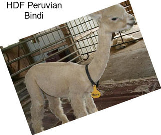 HDF Peruvian Bindi