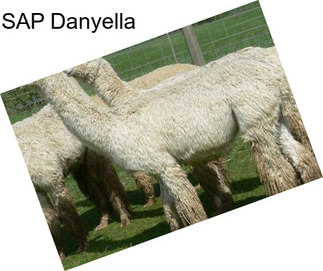 SAP Danyella