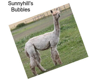 Sunnyhill\'s Bubbles