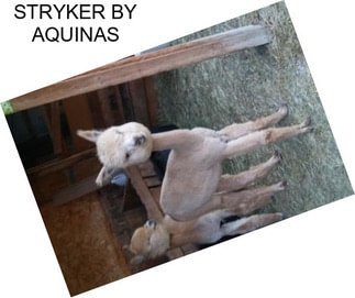 STRYKER BY AQUINAS