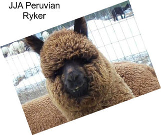 JJA Peruvian Ryker