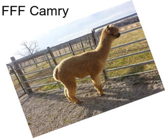 FFF Camry