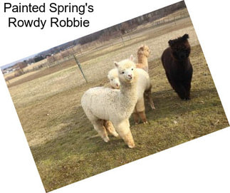 Painted Spring\'s Rowdy Robbie