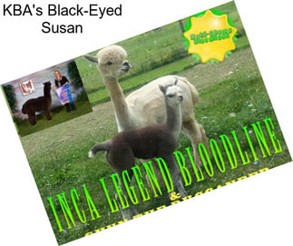 KBA\'s Black-Eyed Susan