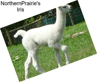 NorthernPrairie\'s Iris