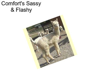 Comfort\'s Sassy & Flashy