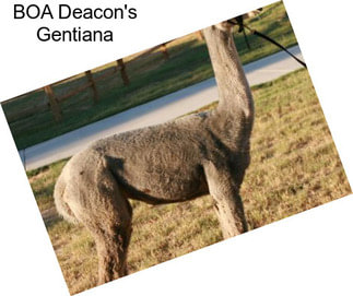 BOA Deacon\'s Gentiana