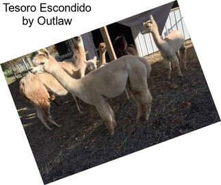 Tesoro Escondido by Outlaw