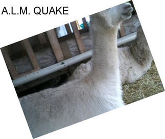 A.L.M. QUAKE