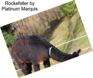 Rockefeller by Platinum Marquis