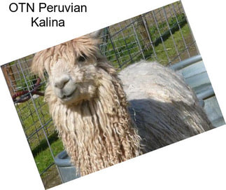 OTN Peruvian Kalina