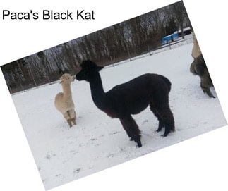Paca\'s Black Kat