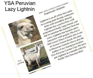 YSA Peruvian Lazy Lightnin