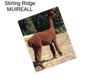 Stirling Ridge MUIREALL