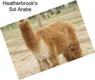 Heatherbrook\'s Sol Arabe