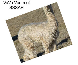VaVa Voom of SSSAR