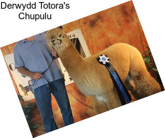 Derwydd Totora\'s Chupulu