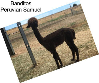 Banditos Peruvian Samuel