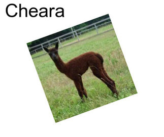 Cheara